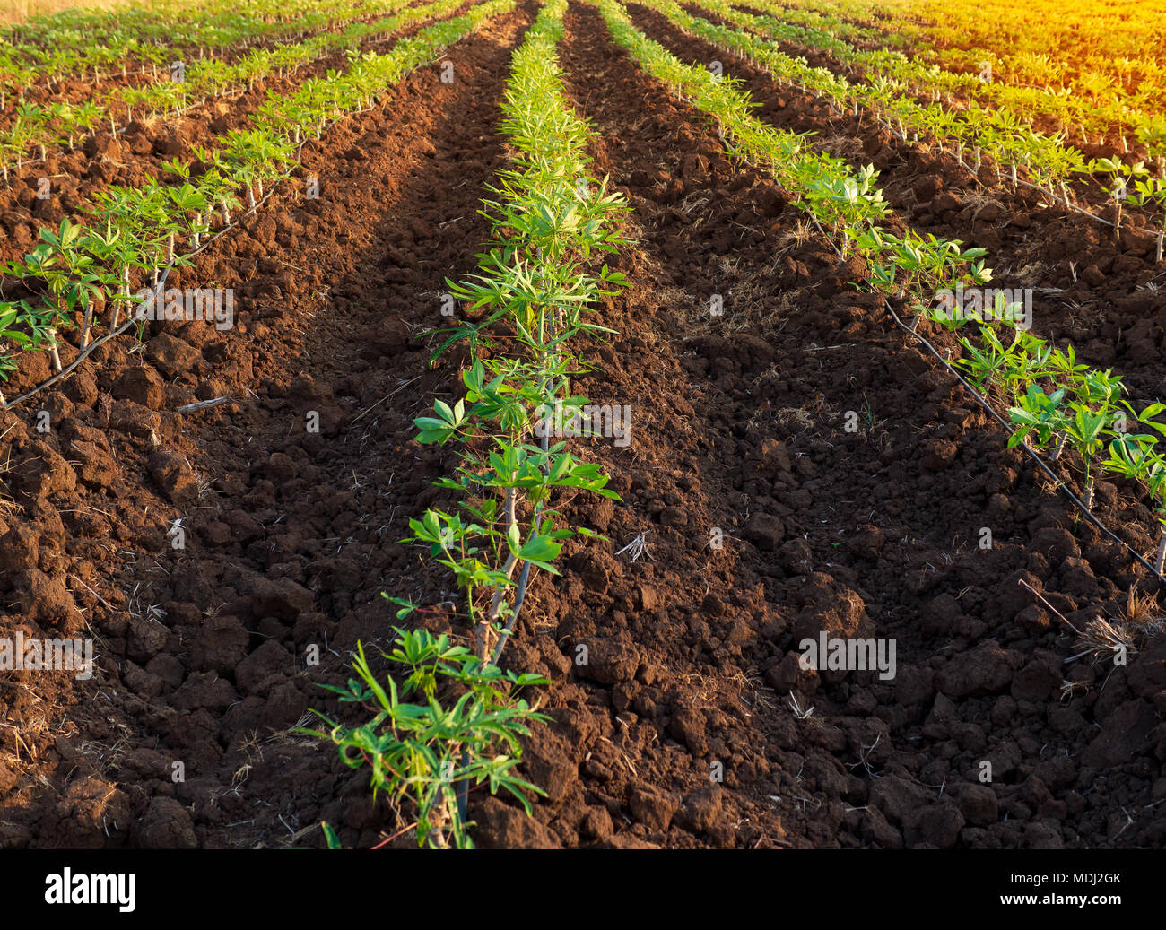 L'agriculture de plantation de manioc Culture ,Méthode & Son Spacingva Banque D'Images