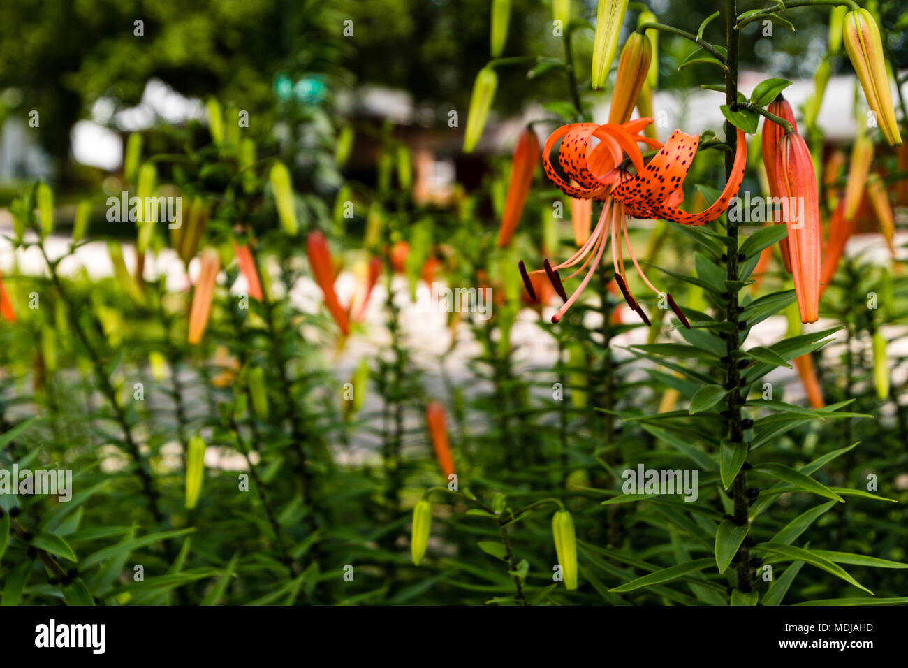Un grand angle de visualisation d'un Tiger Lily traîner dans le jardin Banque D'Images