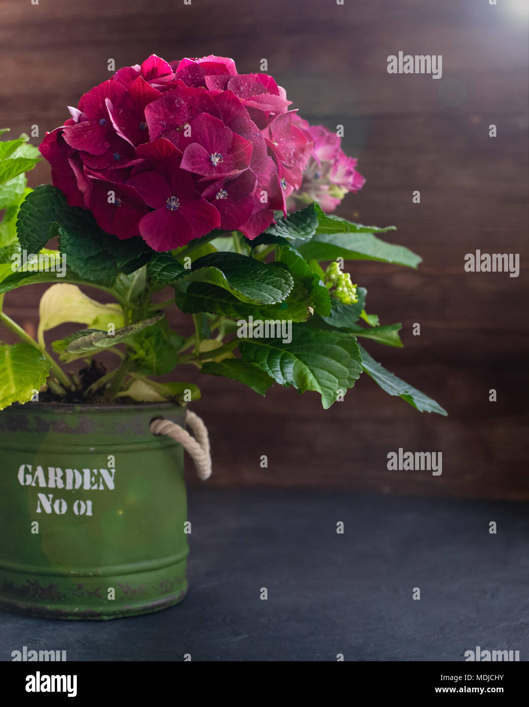 Hortensia violet dans un pot, isolé, avec un copyspace Banque D'Images