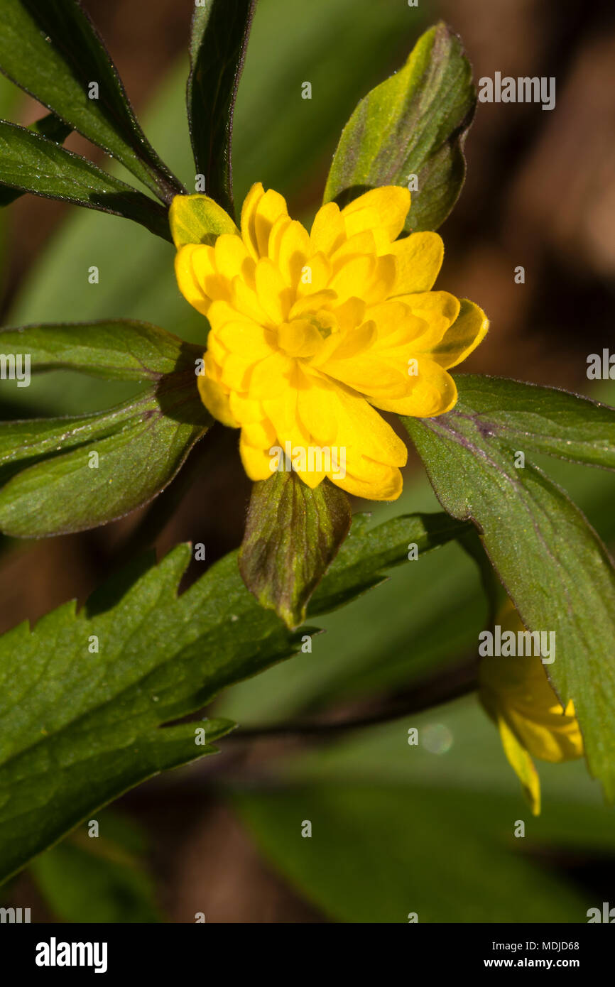 Fleur double de la variété inhabituelle de la jaune anémone des bois, anémone 'Fuchs Traum' Banque D'Images