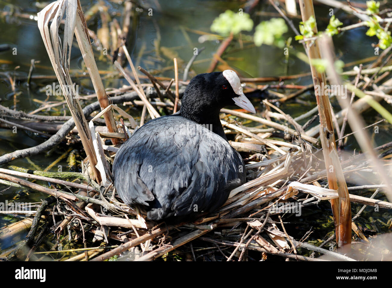 Foulque macroule (Fulica atra) Banque D'Images