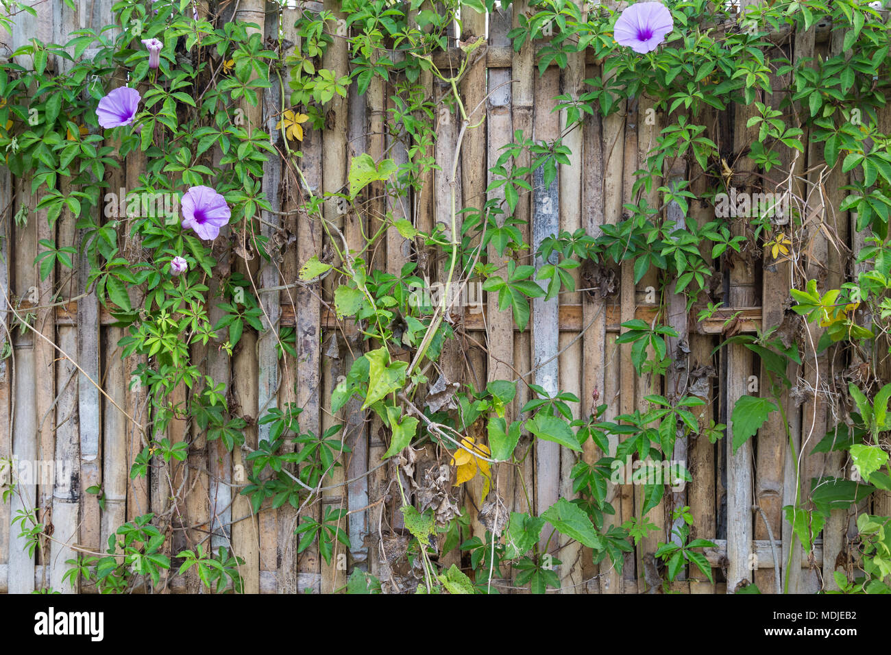 Fond plein cadre d'une ancienne et de clôture en bambou avec la floraison des plantes de vigne. Banque D'Images