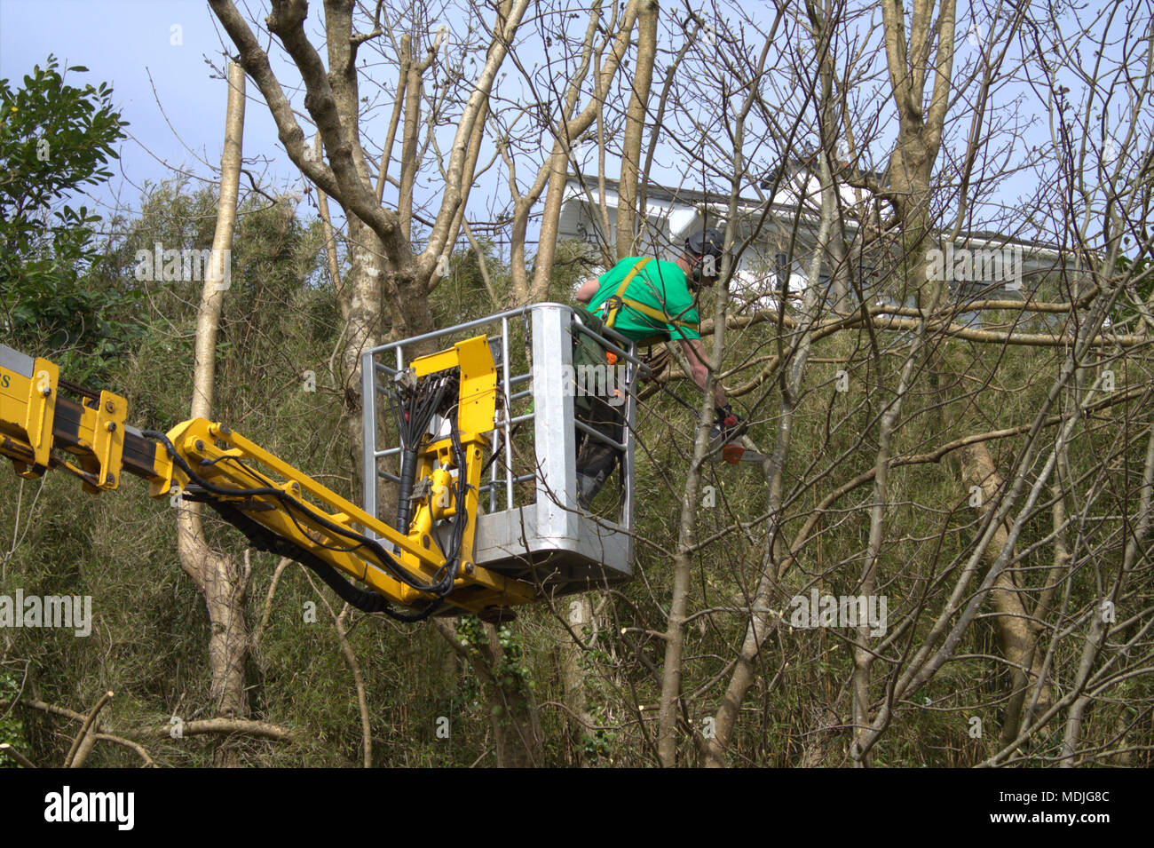 Bûcheron, tree surgeon sur une plate-forme mobile à l'aide d'une scie à élaguer, envahi par l'arbre arrière, portant le vêtement de protection approprié. Banque D'Images