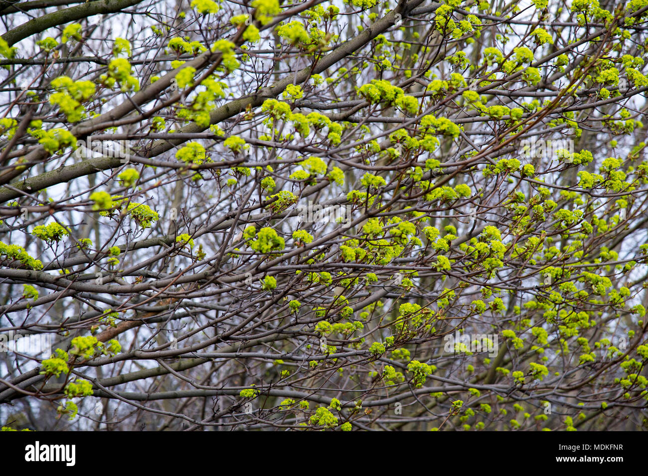 Le printemps à Gdansk, Pologne. 18 avril 2018 © Wojciech Strozyk / Alamy Stock Photo Banque D'Images