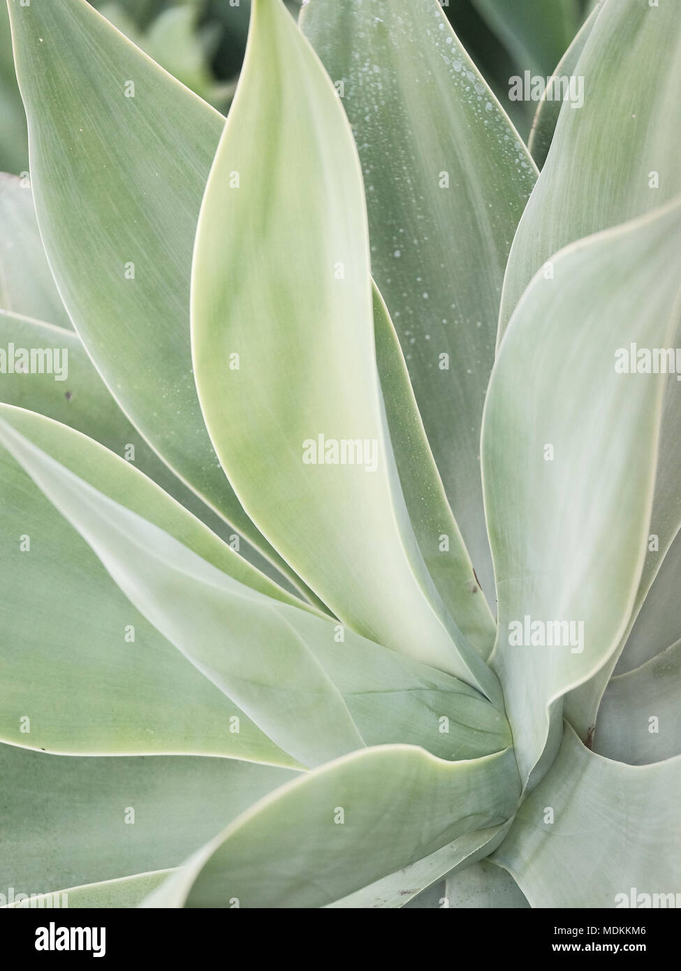 Californie du Sud désert tropical Green plante succulente Garniture Ensemble de l'image Banque D'Images