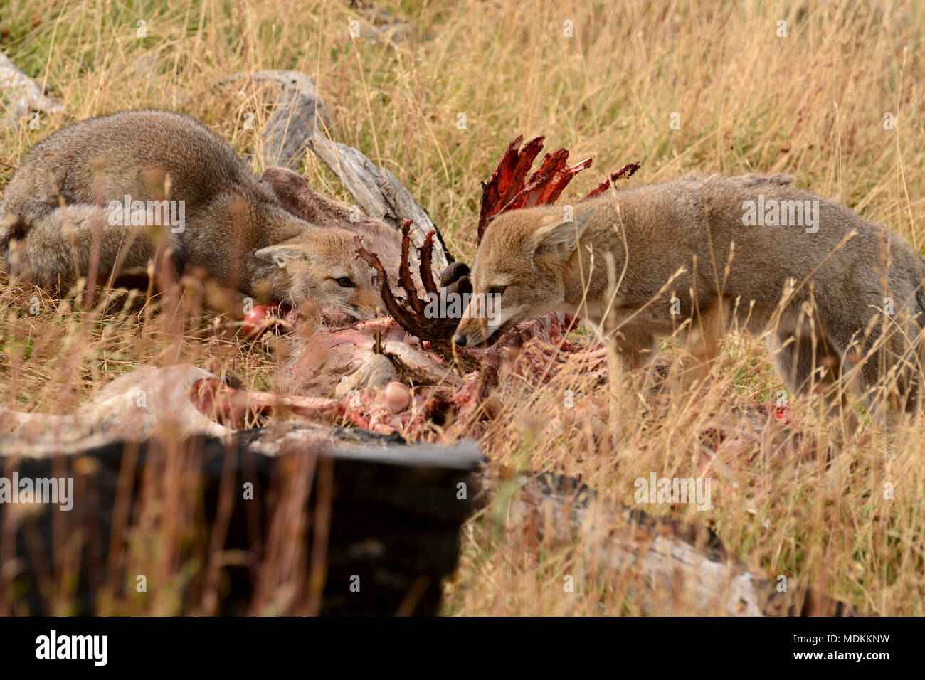 2 Le renard gris se nourrissent de la carcasse des Cobourg carcasse, tué par un Puma de Patagonie. Banque D'Images