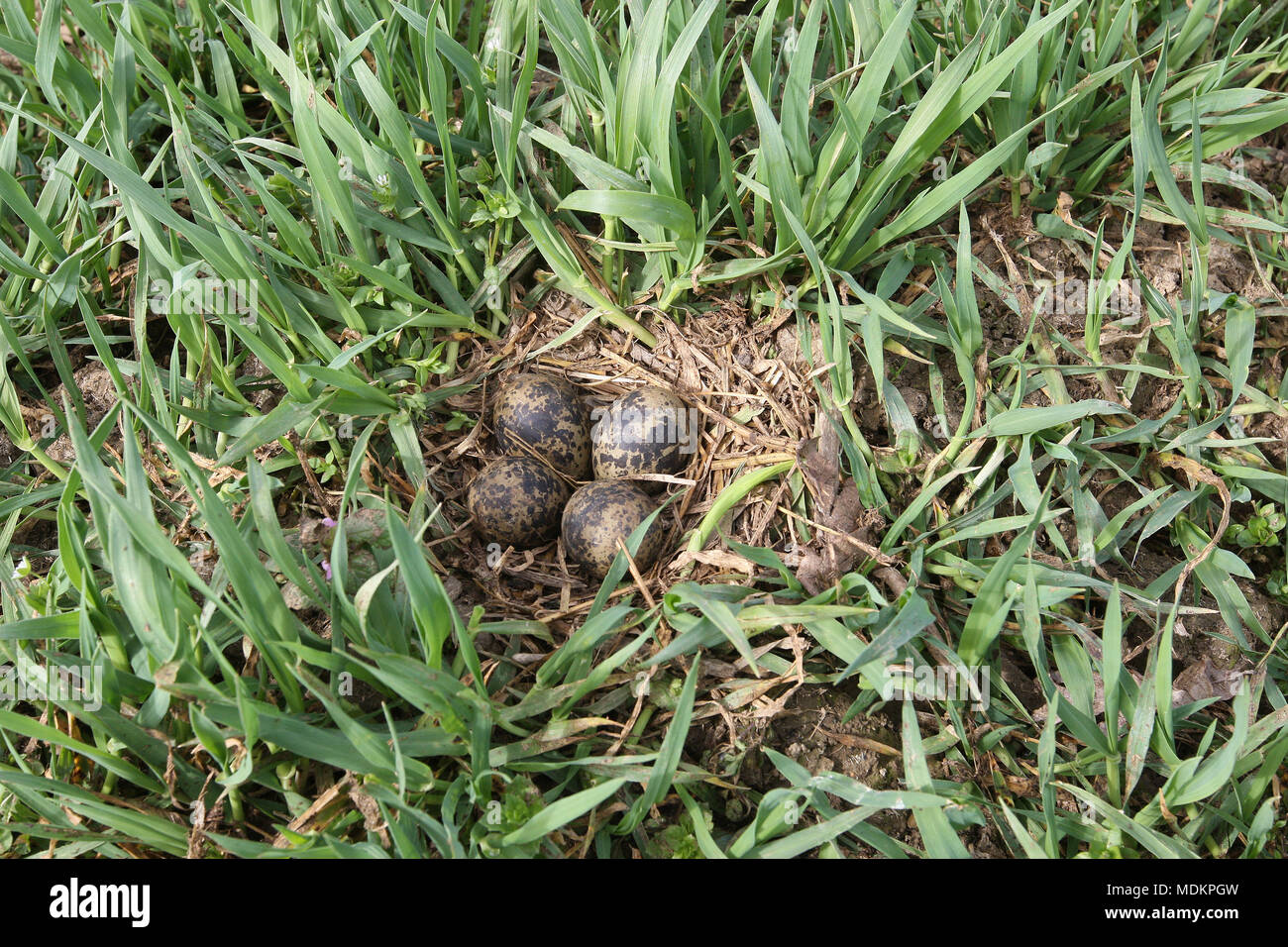 Quatre nids avec des œufs d'oiseaux dans l'herbe, le nord de l'sociable(Vanellus vanellus), Basse Autriche, Autriche Banque D'Images