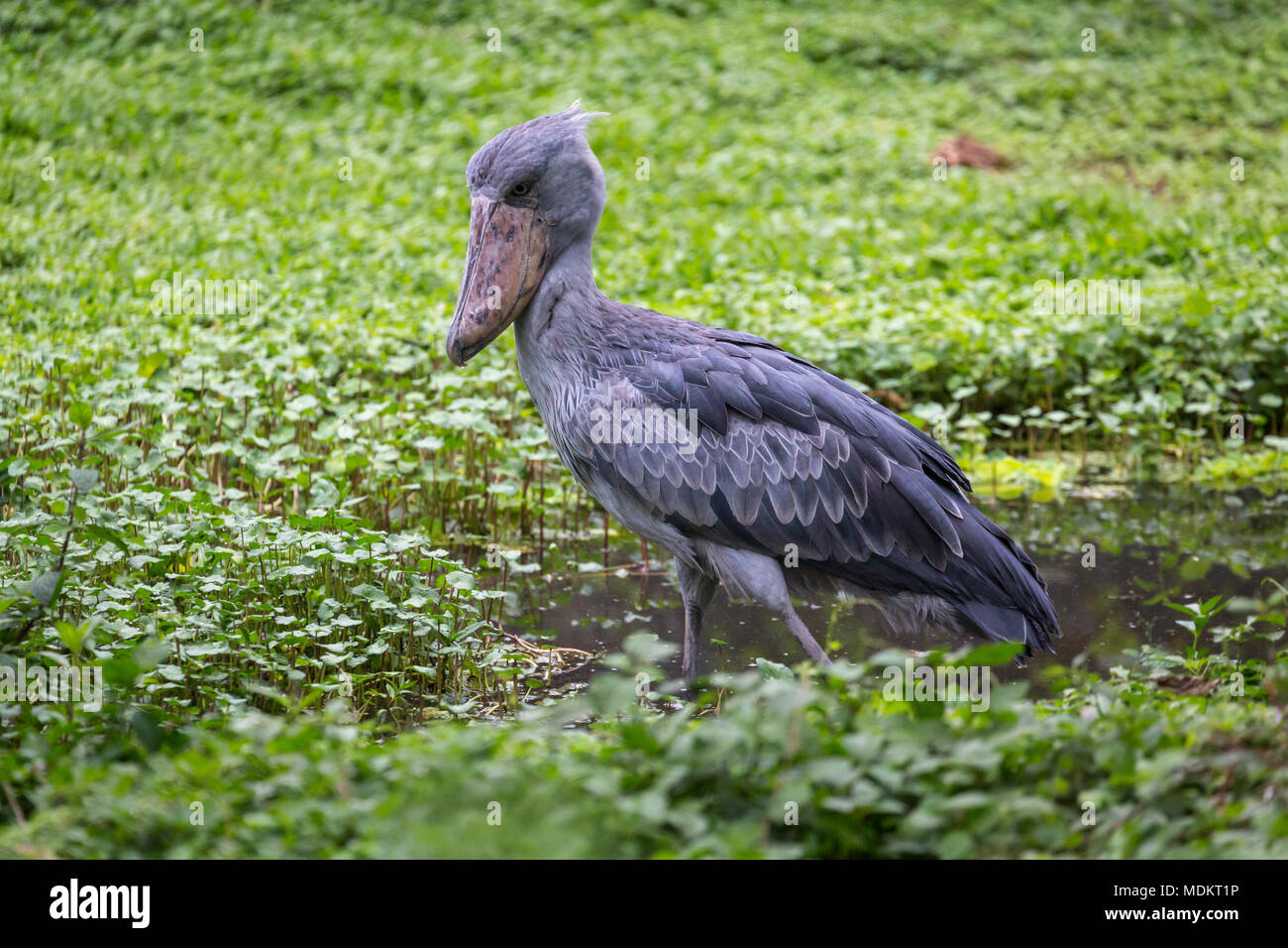 Bec-en-sabot du Nil (Balaeniceps rex) se trouve dans les eaux peu profondes, captive, Uganda Wildlife Education Centre, Entebbe, Ouganda Banque D'Images