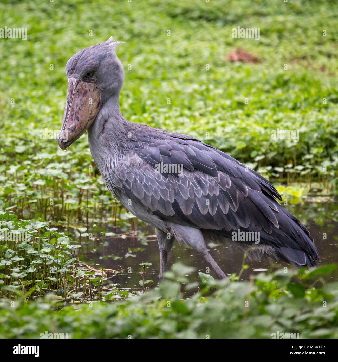 Bec-en-sabot du Nil (Balaeniceps rex) se trouve dans les eaux peu profondes, captive, Uganda Wildlife Education Centre, Entebbe, Ouganda Banque D'Images