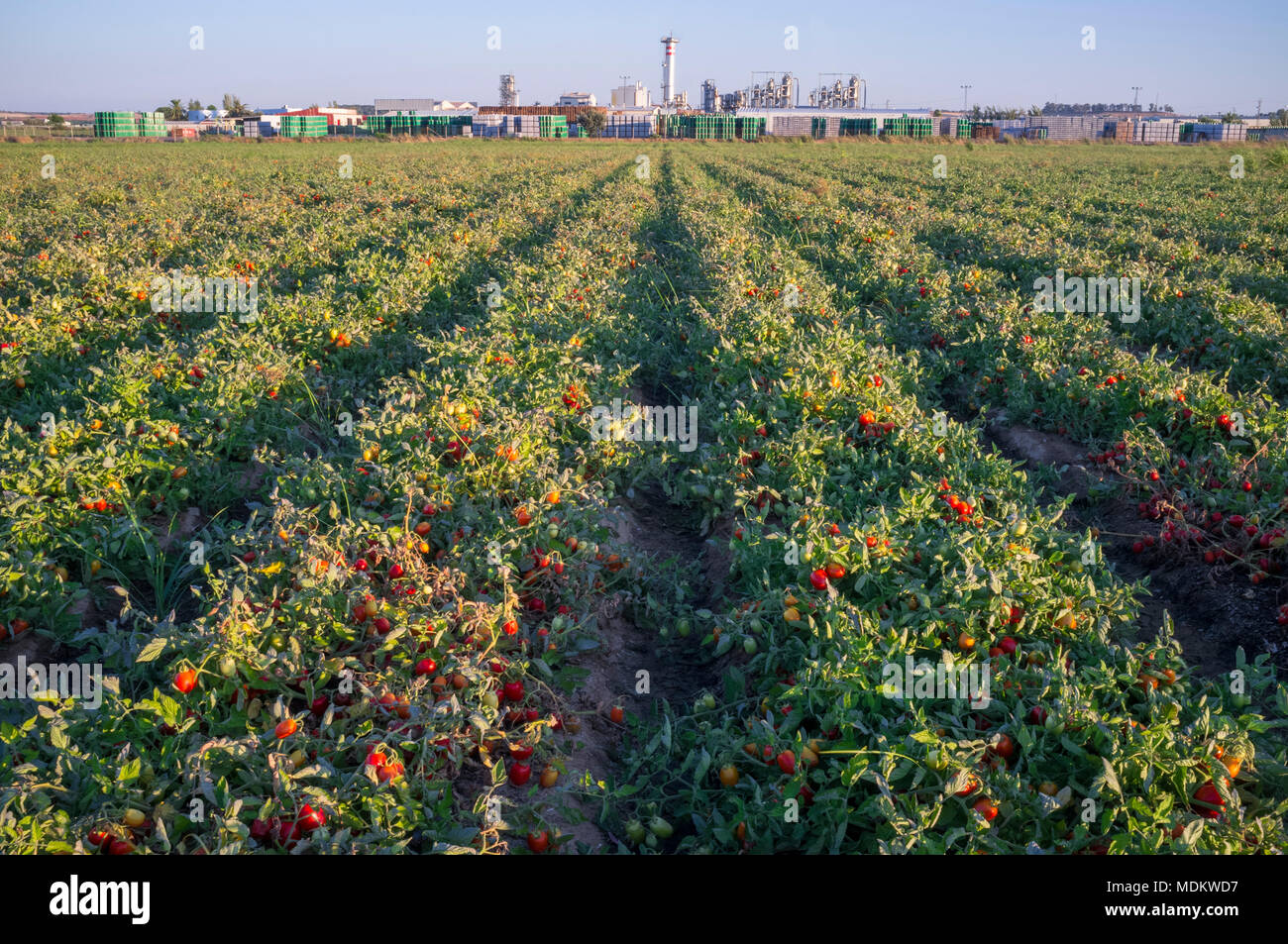 Les sillons de plantation des tomates à la tomate au fond d'usine, Vegas Bajas del Guadiana, Espagne Banque D'Images Les sillons de plantation des tomates à la tomate au fond d'usine, Vegas Bajas del Guadiana, Espagne Banque D'Images