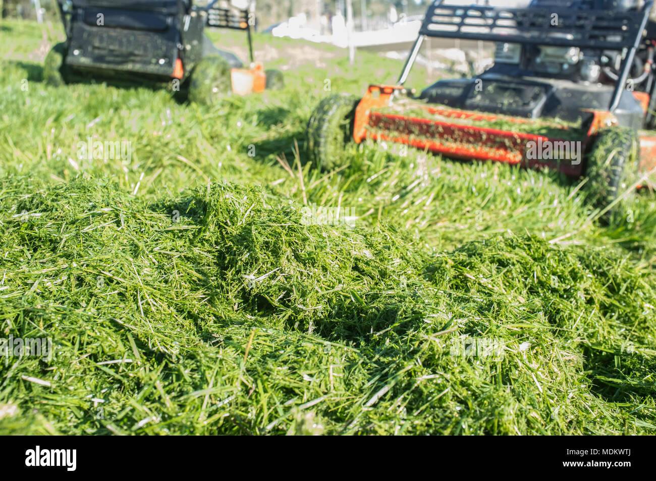 Tas d'herbe verte nouvelle-fauchées avec deux tondeuses derrière. Se concentrer sur l'herbe Banque D'Images