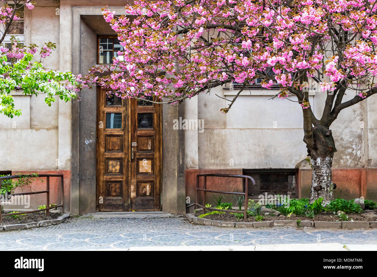 Rose Fleur Arbre Sakura Dans Les Rues De La Ville Duzhgorod