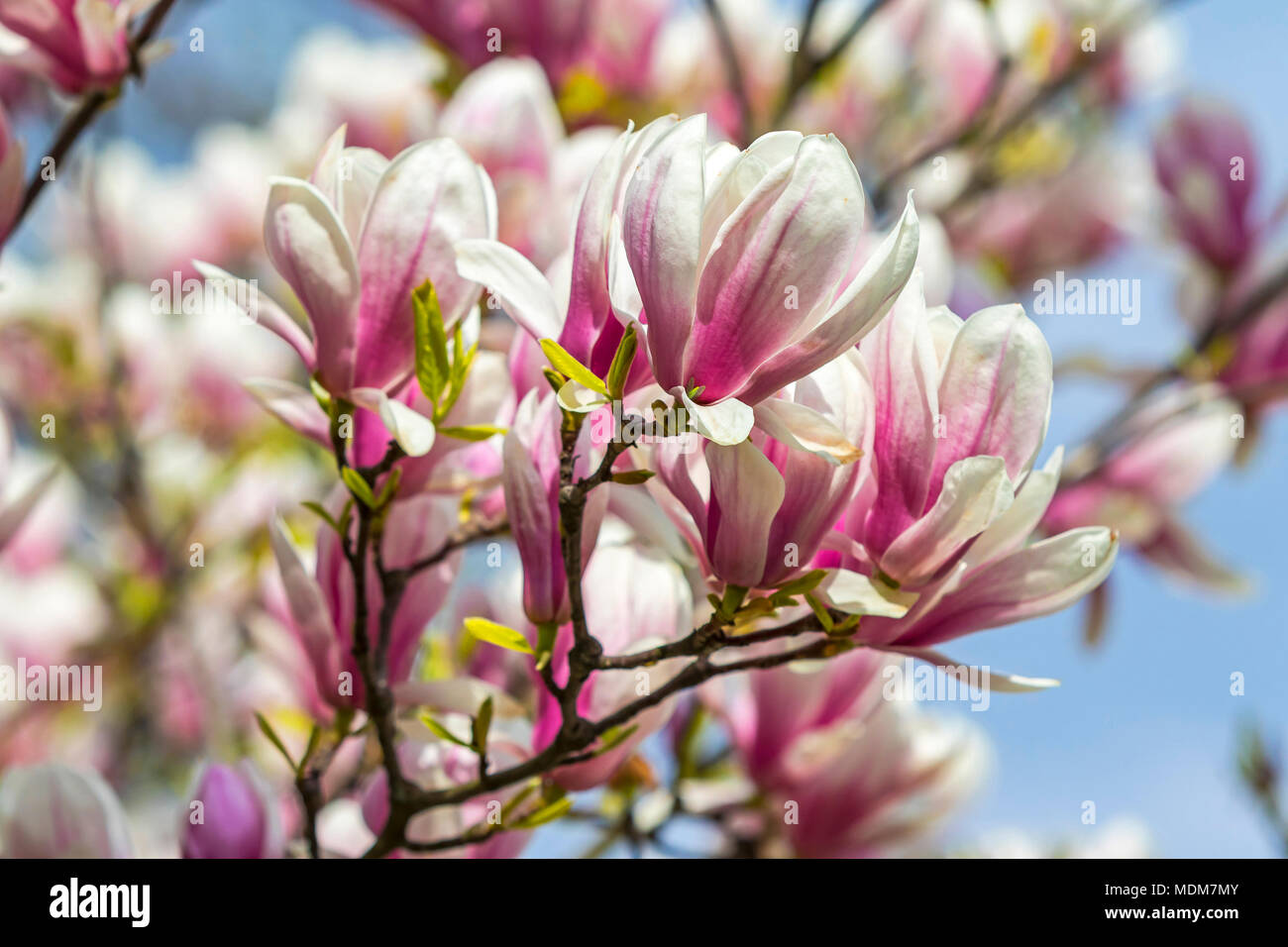 Magnolia rose fleurs dans le jardin. Doux naturel floral background Banque D'Images