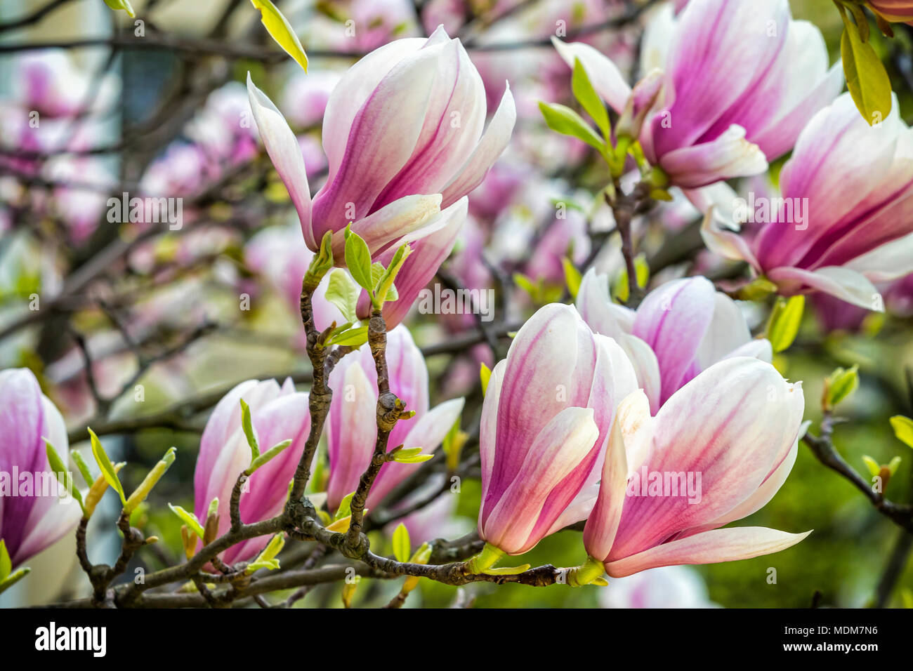 Magnolia rose fleurs dans le jardin. Doux naturel floral background Banque D'Images