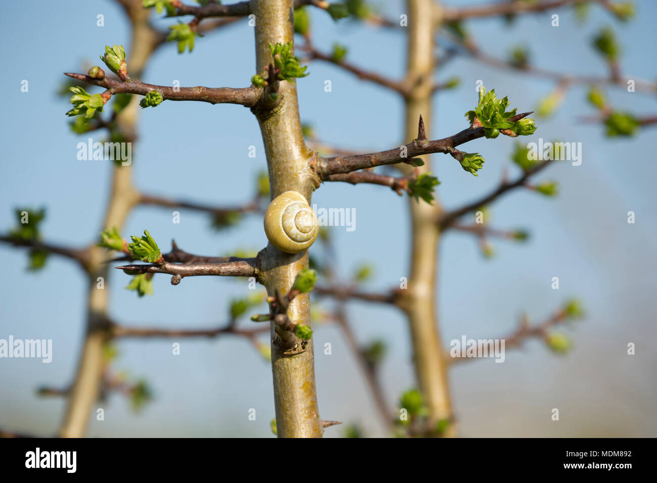 Lèvres blanches, un escargot Cepaea hortensis, sur une aubépine que Bush commence à porter feuilles en avril. Nord du Dorset UK Banque D'Images