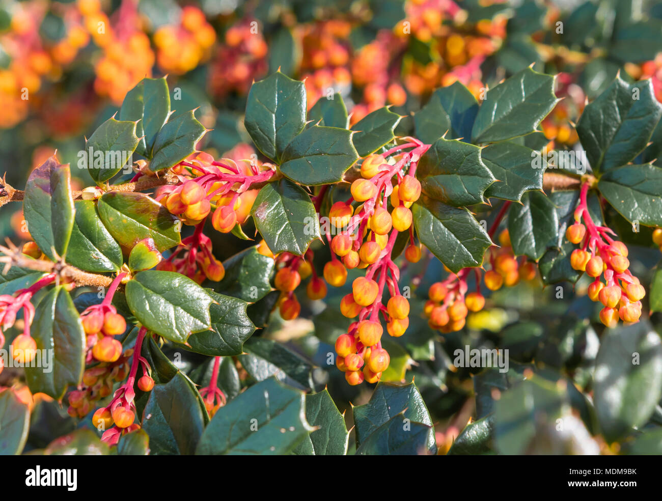 Darwin's Bush l'épine-vinette (Berberis darwinii plante) montrant les feuilles et fruits rouge orange au printemps en pleine croissance dans le West Sussex, Angleterre, Royaume-Uni. Banque D'Images