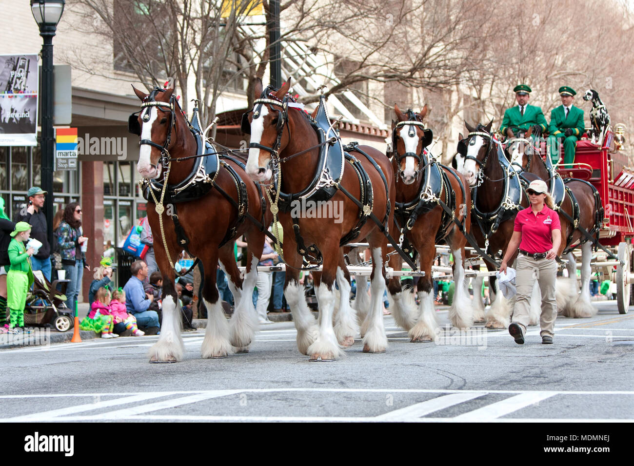 Atlanta, GA, USA - 15 mars 2014 : La célèbre Budweiser Clydesdales Peachtree Street vers le bas de la béquille dans le défilé du Saint Patrick. Banque D'Images