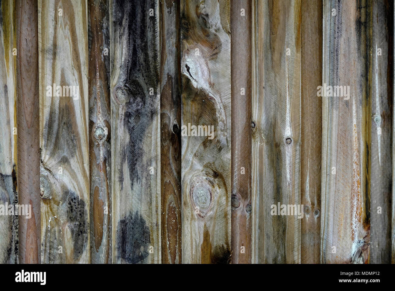 Une vue rapprochée d'une planche en bois de clôture entre backyard Banque D'Images