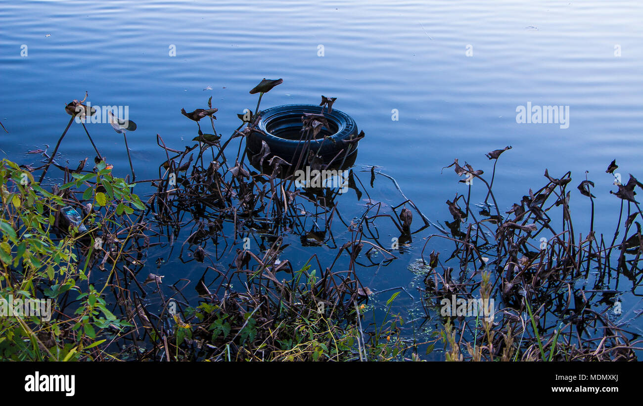 Un pneu flotte dans l'ondulation de l'eau entre les plantes et l'herbe. Banque D'Images