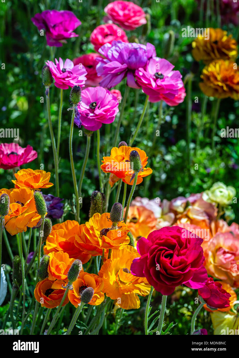 Chaque fleur est individuelle et de ses propres caractéristiques. Elle a fleuri ayant atteint l'apogée de sa carrière. En automne il aura semé ses Banque D'Images