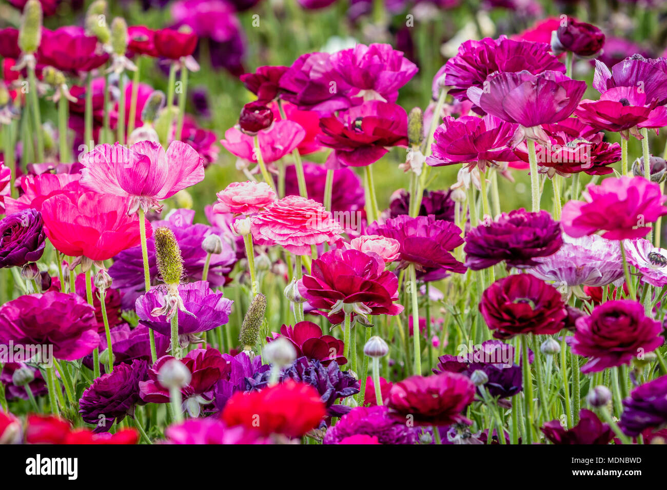 Les Fleurs De Printemps Dans Des Tons De Rose Et Violet