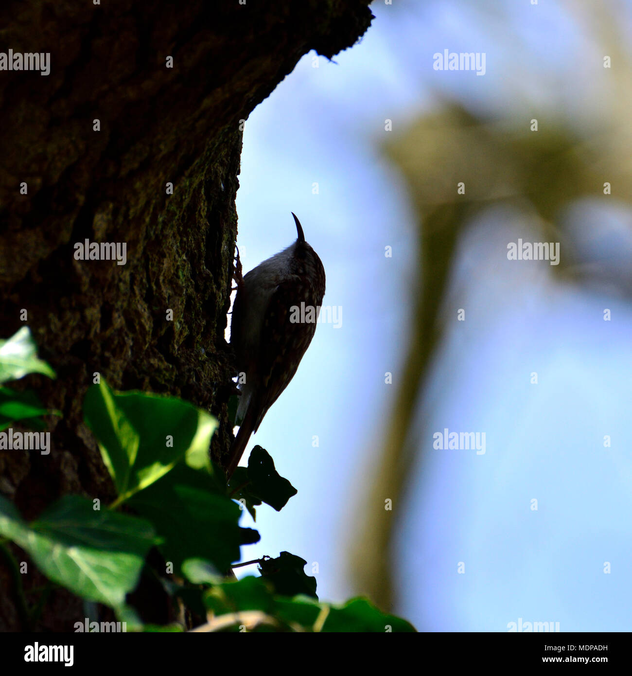 Bruant bruant commun / eurasien (Certhia familiaris) grimpant sur un arbre Banque D'Images