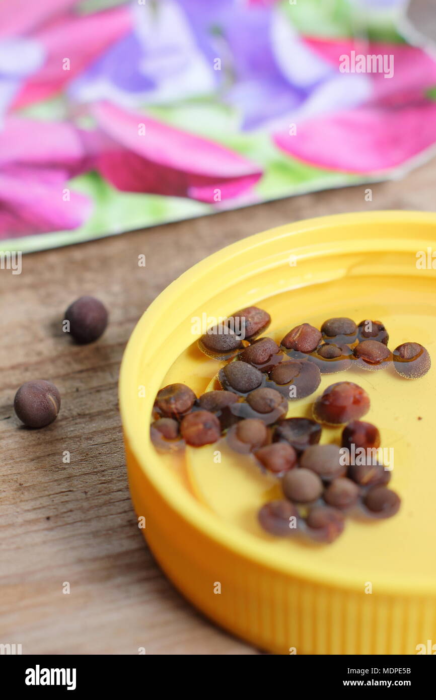 Trempage des graines. Culture de pois sucrés. Graines de pois doux de Lathyrus odoratus trempant dans de l'eau tiède pendant une nuit pour encourager la germination avant le semis, Royaume-Uni Banque D'Images