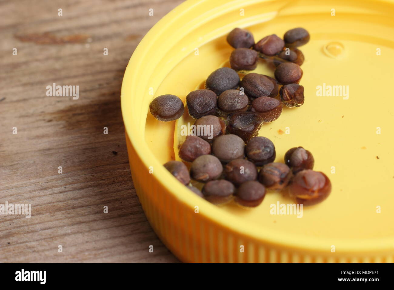 Trempage des graines. Culture de pois sucrés. Graines de pois doux de Lathyrus odoratus trempant dans de l'eau tiède pendant une nuit pour encourager la germination avant le semis, Royaume-Uni Banque D'Images
