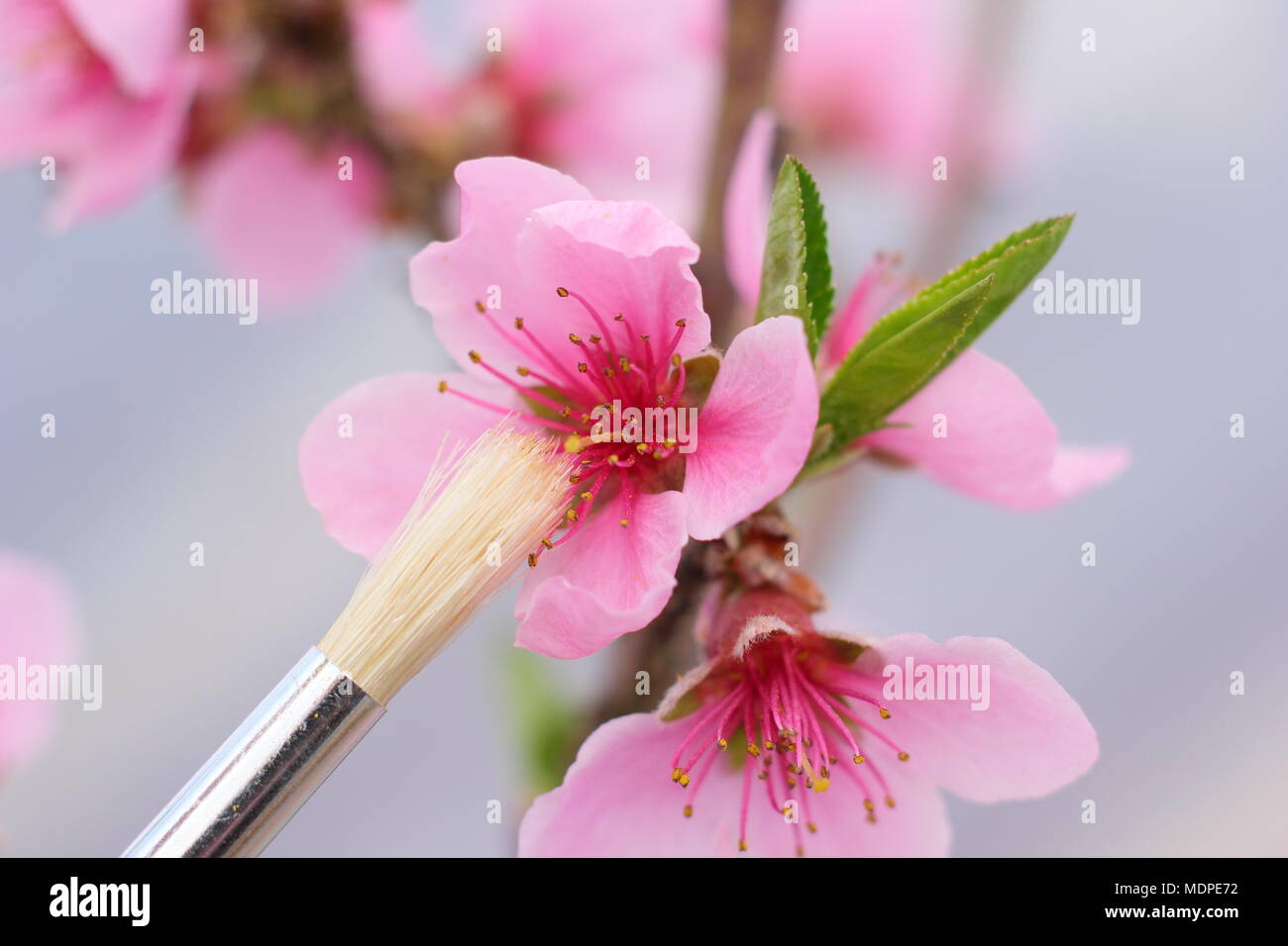 Madame Nectarine nectarine nain Blanchett (Prunus persica var. nectarine) fleurs pollinisées à la main avec un pinceau fin, au début du printemps, UK Banque D'Images