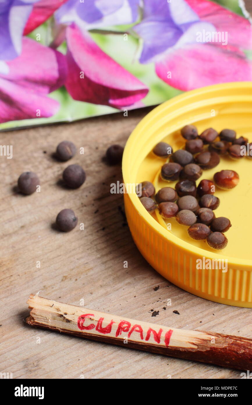 Trempage des graines. Culture de pois sucrés. Graines de pois doux de Lathyrus odoratus trempant dans de l'eau tiède pendant une nuit pour encourager la germination avant le semis, Royaume-Uni Banque D'Images