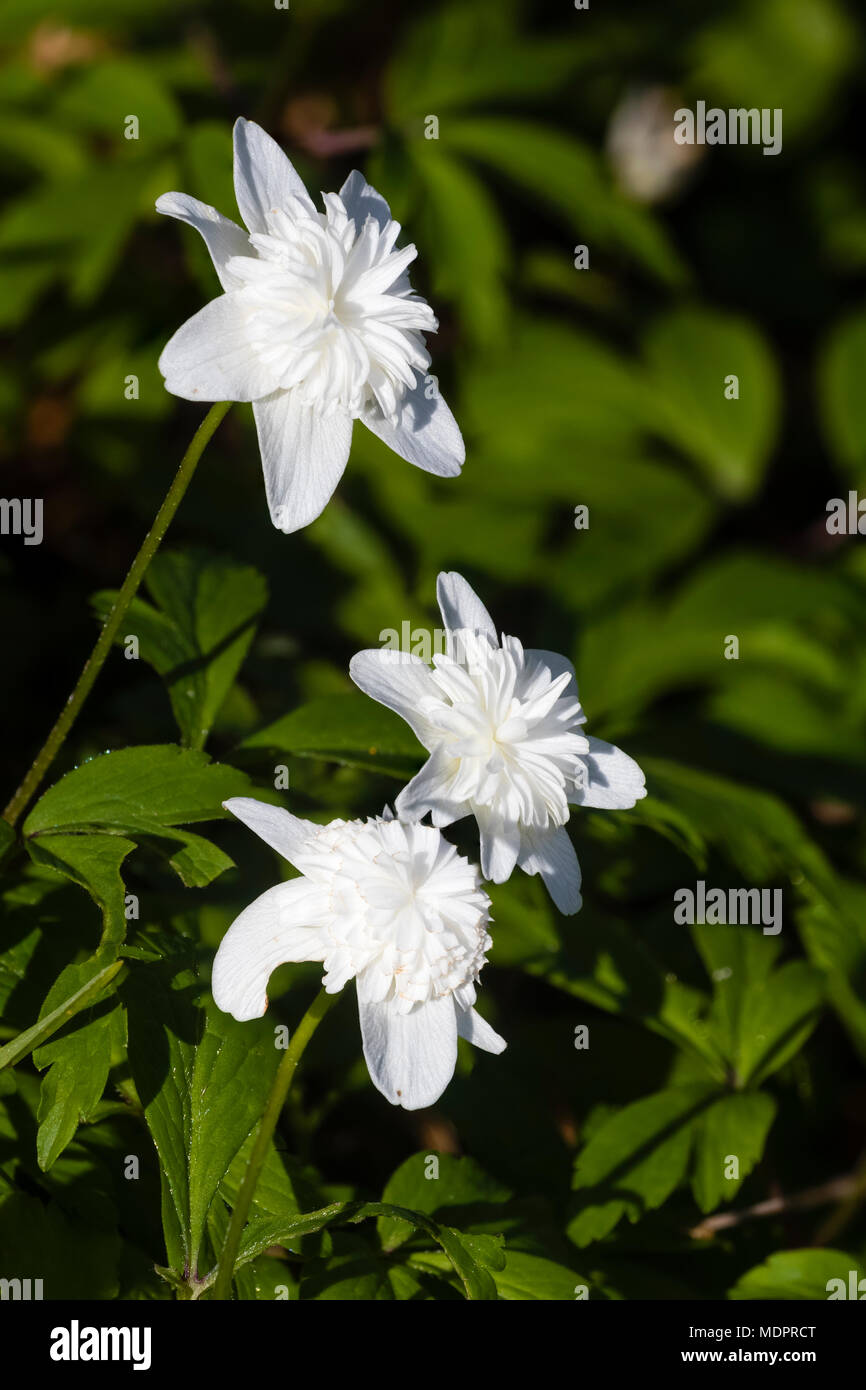 Doublé De La Fleur Blanche Lanémone Des Bois Anemone