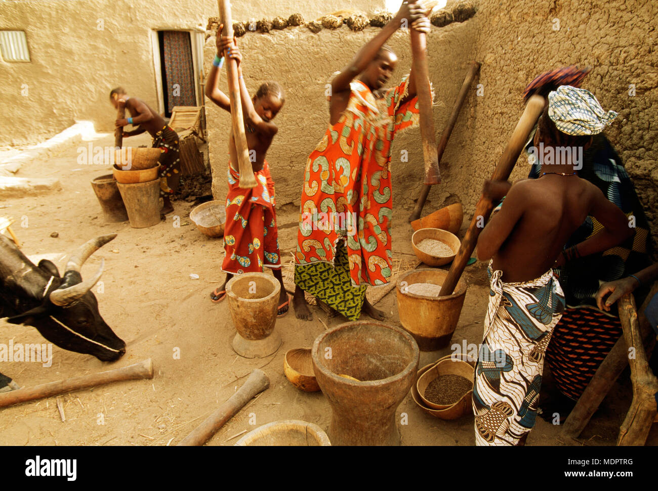 Senossa, Mali ; battre les femmes pour faire de la farine de mil à 40 degrés de chaleur. Milet est un incontournable de la région du Sahel et est également fermenté pour faire de la bière. Banque D'Images