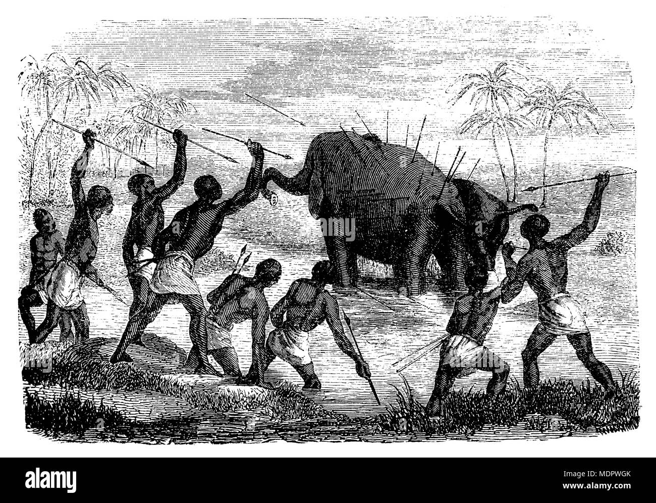 <l'eléphant d'Afrique Loxodonta africana > femelle Chasse, perforé de spears, protège ses petits, 1868 Banque D'Images