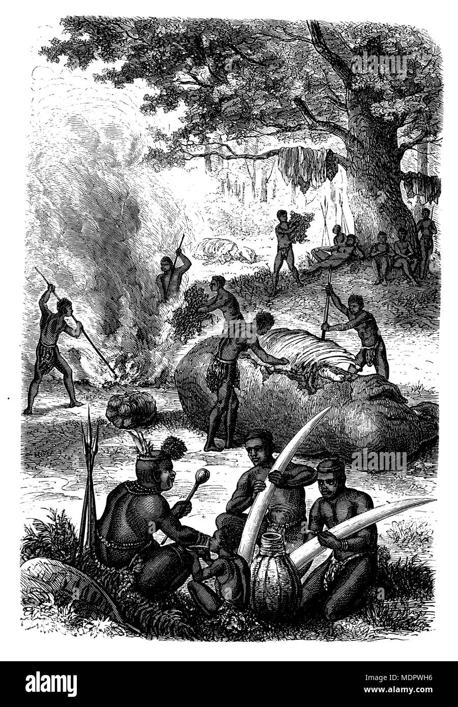 <l'eléphant d'Afrique Loxodonta africana > l'éviscération d'un chassé l'éléphant, 1868 Banque D'Images