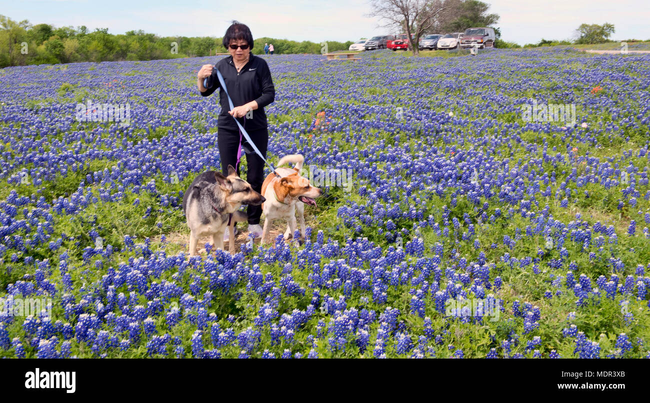 Ennis, au Texas le 19 avril 2018 - Ennis, Texas bluebonnet printemps sentiers qui couvrent plus de 40 miles du Texas bluebonnet fleurs. Banque D'Images