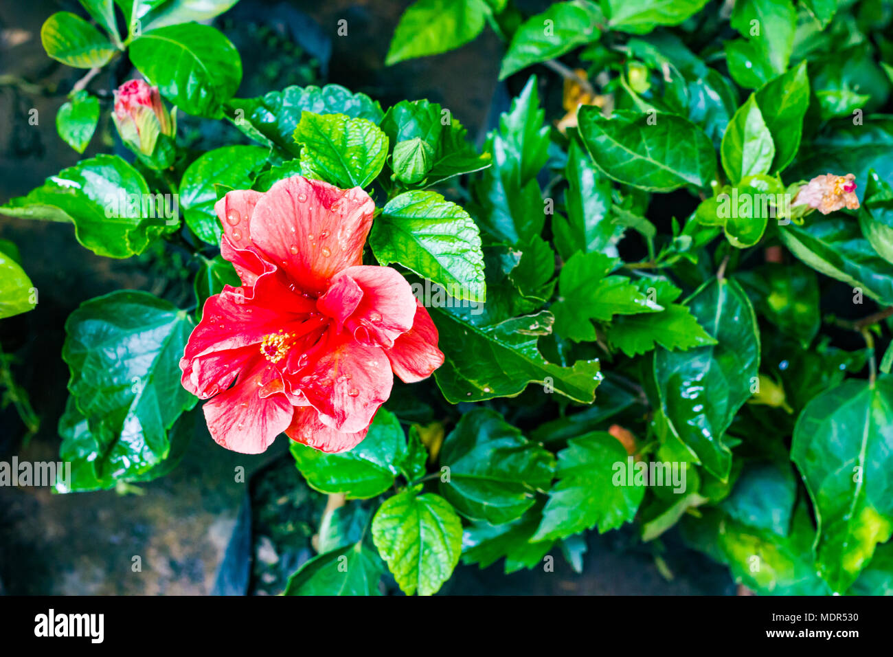 Hibiscus rouge fleur jaba avec jaba quitte in garden Banque D'Images