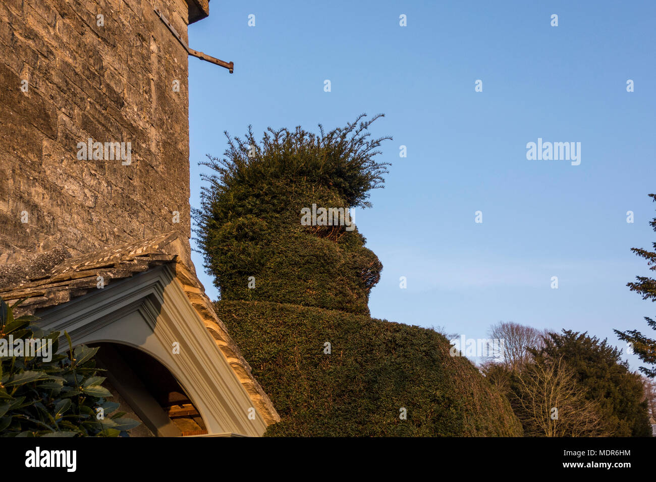 Topiary en forme de tête de l'homme, Fort Village, Gloucestershire, Royaume-Uni Banque D'Images