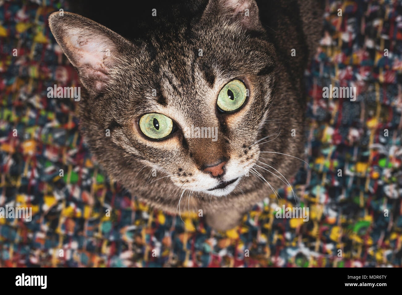 Chat Gris Avec De Grands Yeux Verts à La Caméra à Den Bas