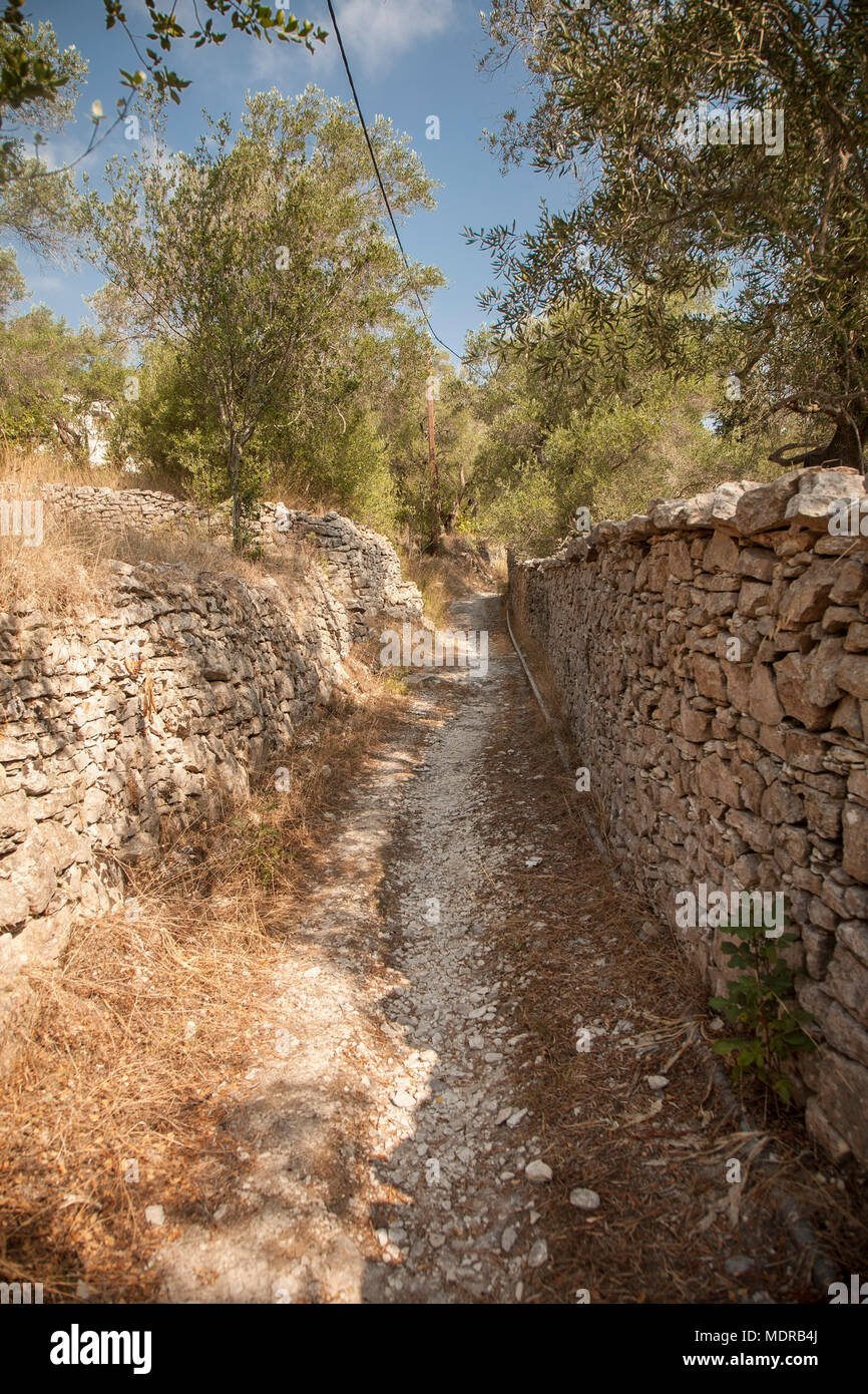 Chemin à travers les oliveraies de Paxos Banque D'Images