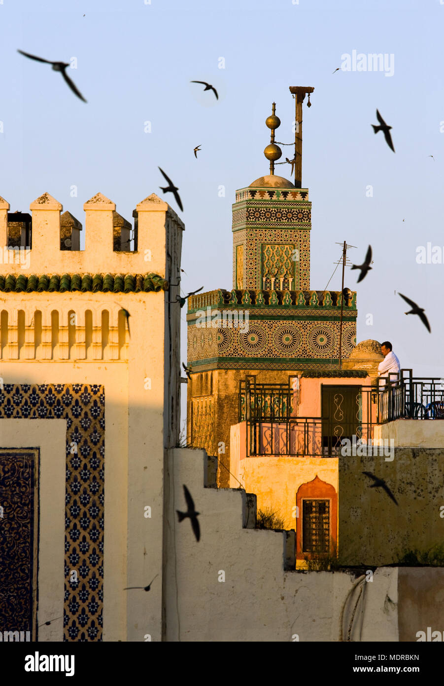 Fes, Maroc ; hirondelles se percher au coucher du soleil autour de la Porte Bab Boujeloud (Bleu) Banque D'Images