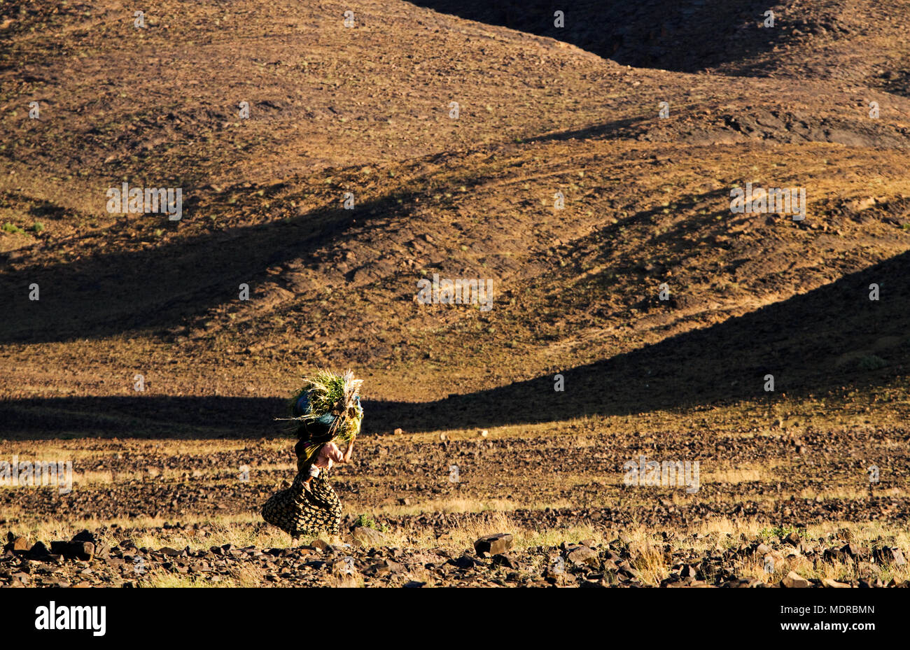 La vallée du Draa, Maroc ; femme transportant du fourrage Banque D'Images