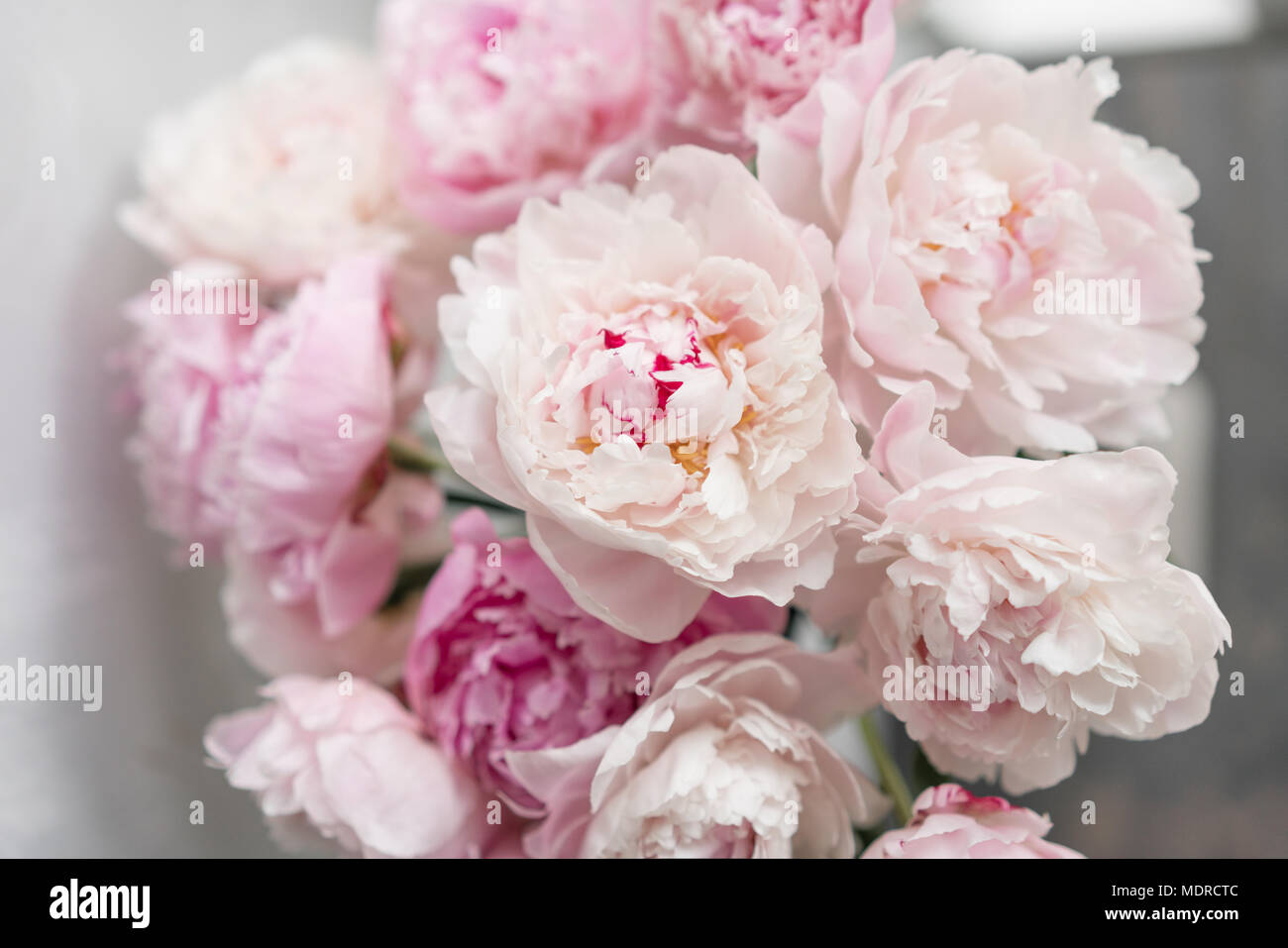 Mignon et jolie pivoine. nombreux pétales en couches. Bouquet de fleurs de pivoines  rose pâle fond gris clair. Fond d'écran, photo verticale Photo Stock - Alamy