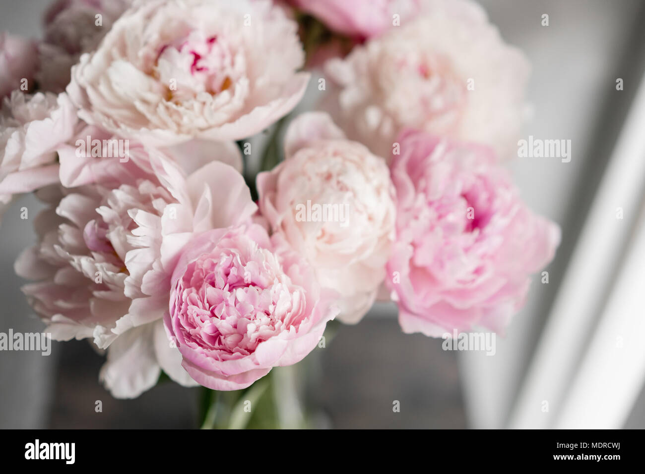 Mignon Et Jolie Pivoine Nombreux Pétales En Couches