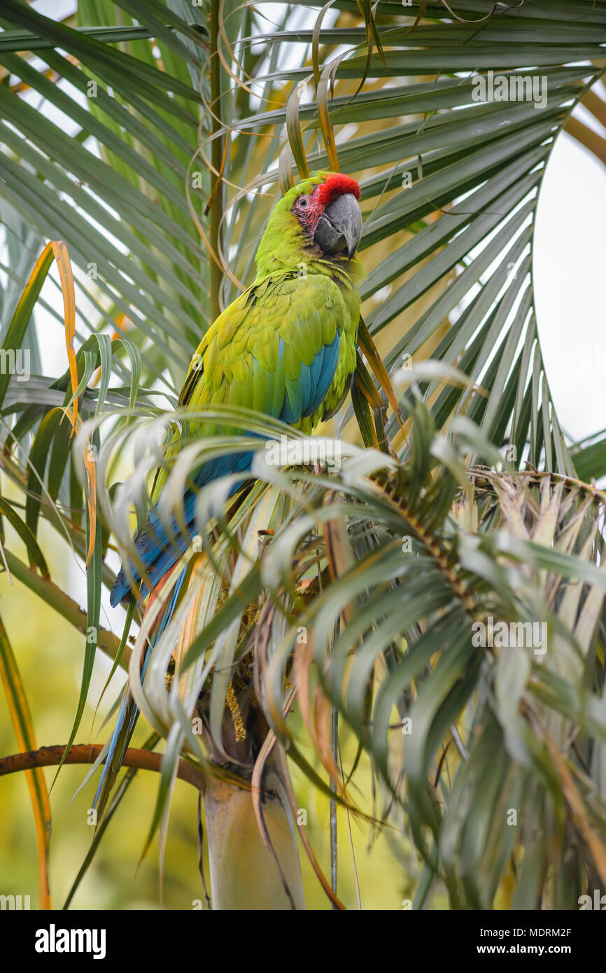 Grand Ara Vert - Ara ambigua, grand beau perroquet vert de forêts de l'Amérique centrale, le Costa Rica. Banque D'Images