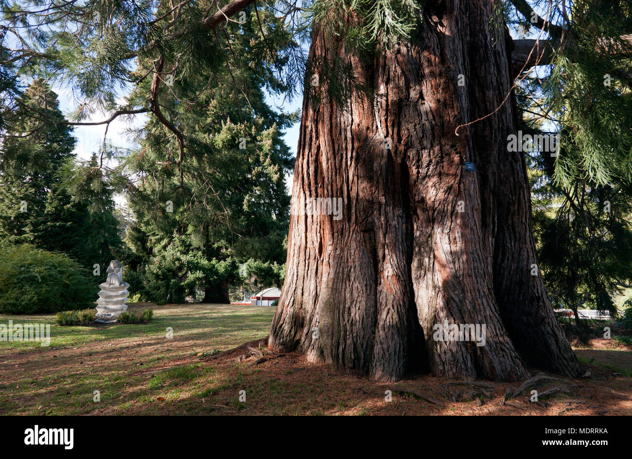Vue rapprochée de la base d'un arbre Séquoia géant dans les jardins Queentown, Queenstown, île du Sud, Nouvelle-Zélande., Banque D'Images