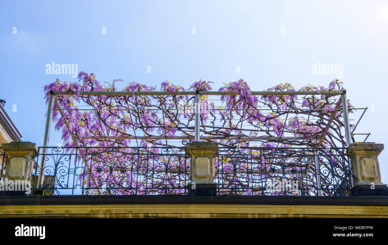 La floraison des plantes de glycines sur mur de la maison historique. Accueil naturelles décoration avec fleurs de glycine de Chine, également connu sous le nom de Fabaceae Wisteria sinensis Banque D'Images