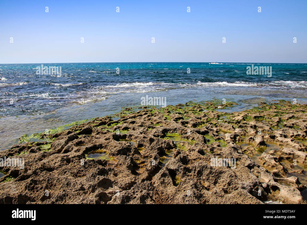 Des pierres et des algues Les algues à marée basse. Banque D'Images