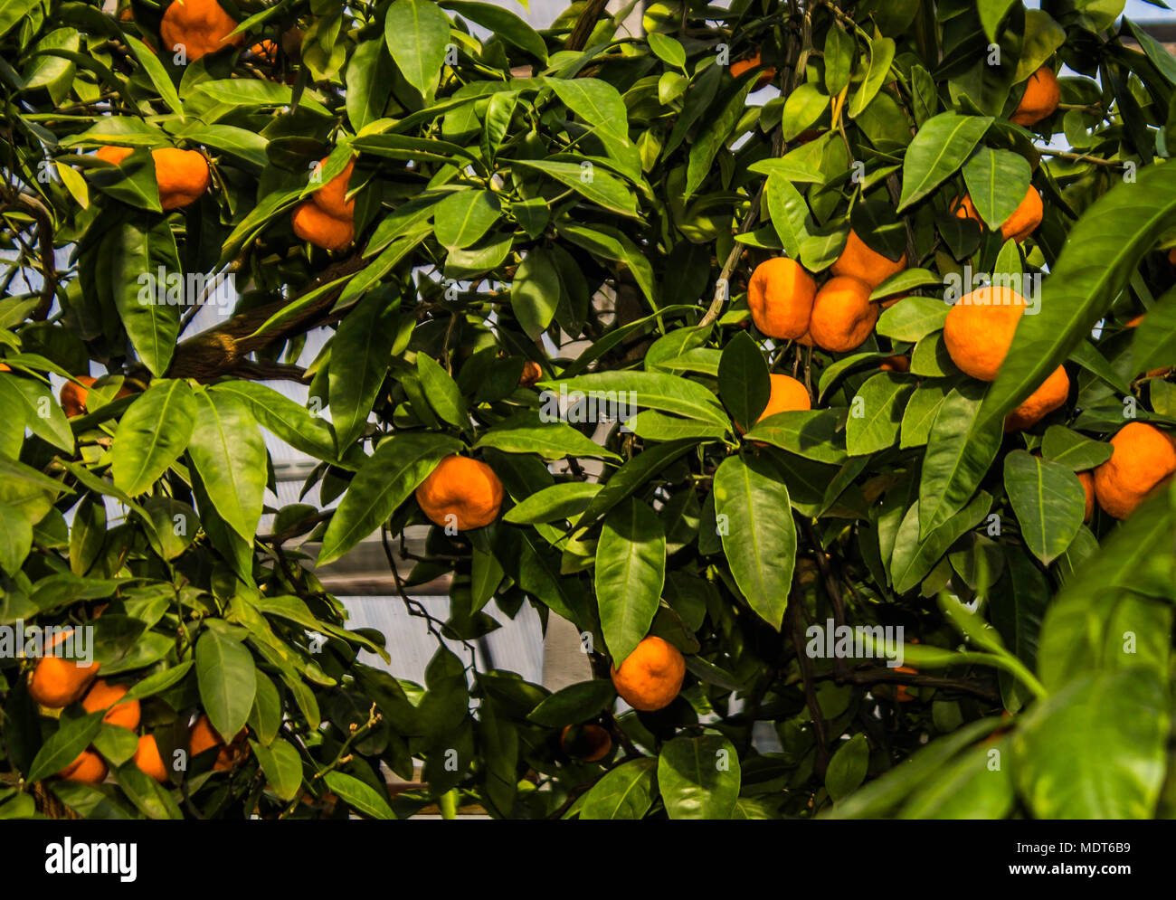 Fruits Mandarin accroché sur les branches d'arbres plantes subtropicales Banque D'Images