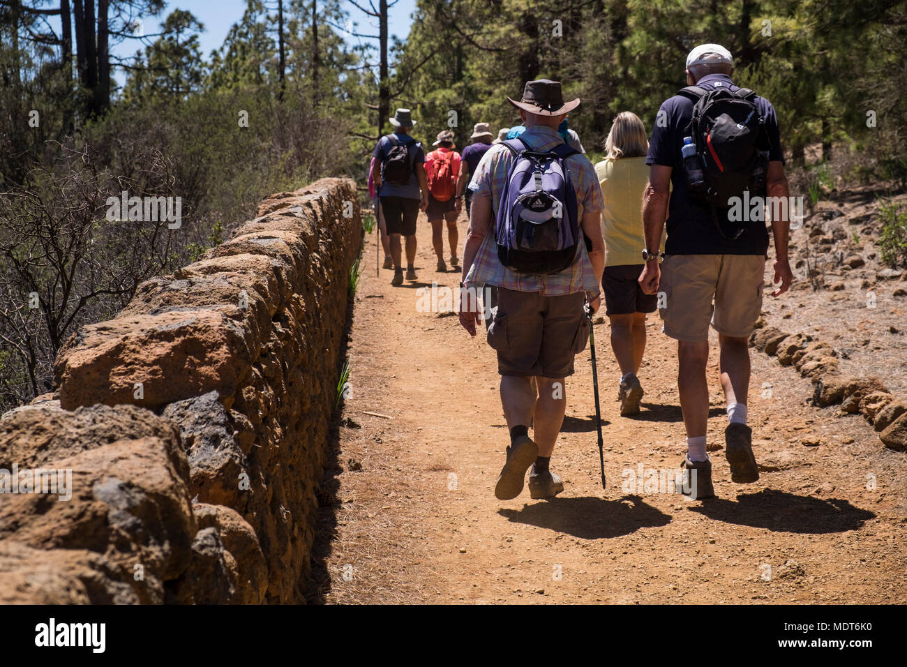 Les randonneurs sur un sentier de randonnée à travers la forêt de pins dans la région de Vilaflor Tenerife, Canaries, Espagne Banque D'Images