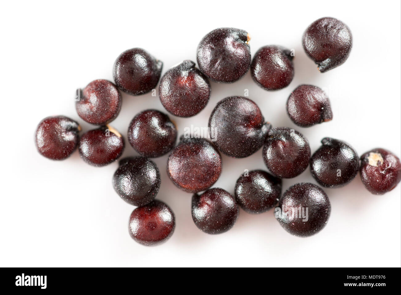 Les graines de quinoa Chenopodium quinoa noir à partir d'un supermarché en Angleterre. Le quinoa est originaire d'Amérique du Sud et est dans la famille des Amaranthaceae. Banque D'Images
